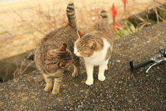 トム君と猫