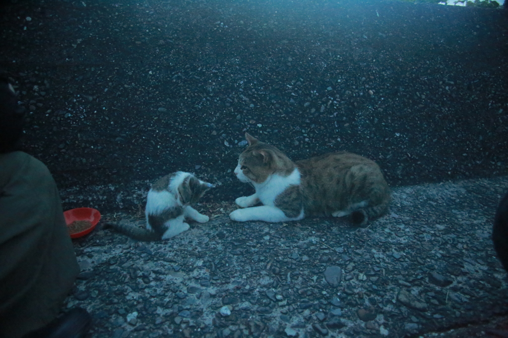 仔猫のお父さん代わりのトム君