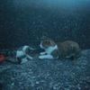 仔猫のお父さん代わりのトム君