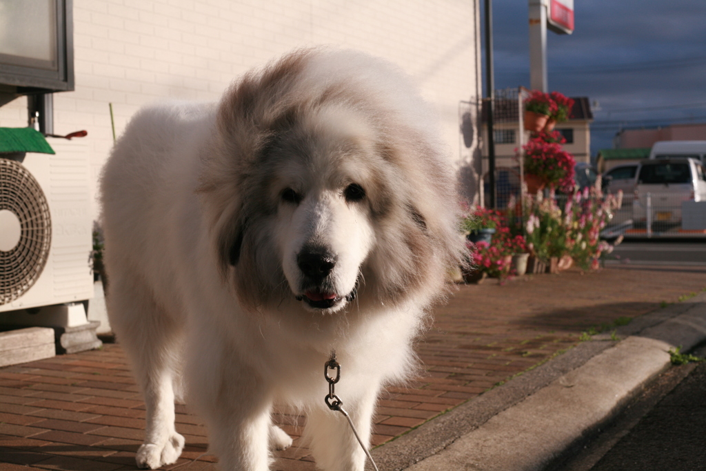 大好き抱っこを狙ってるココさん