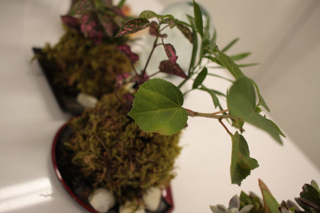 ココちゃんとこのミニ盆栽