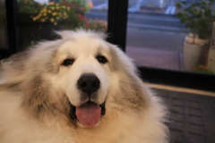 今日もココさんが裏から出てきてくれた