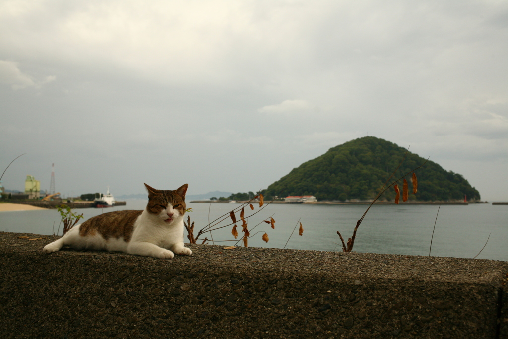 トムくんと鹿島