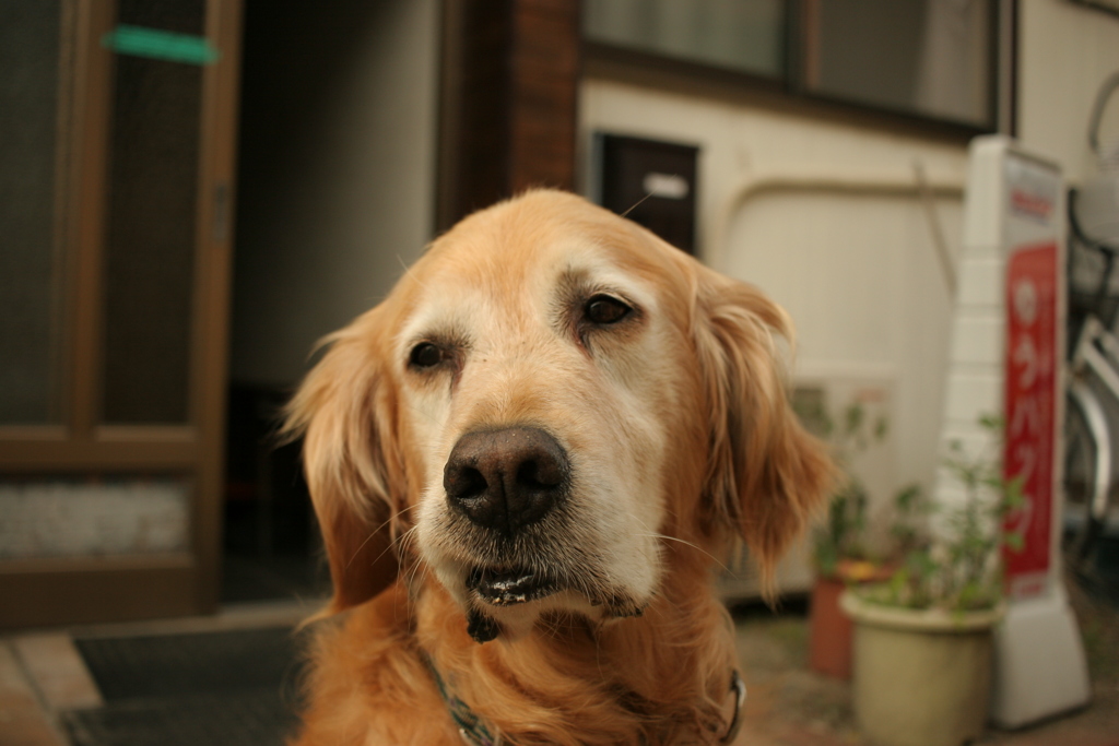 お宿番のみゅうちゃん