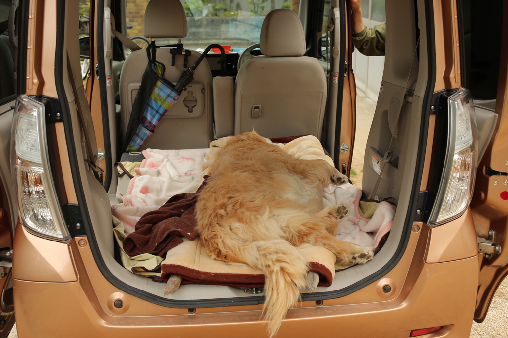 みゅうちゃんが具合悪い