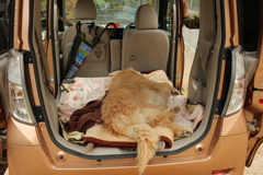 みゅうちゃんが具合悪い