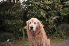 今日から営業再開のみゅうちゃん＠北条水軍ユースホステル