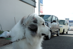 朝のココちゃん