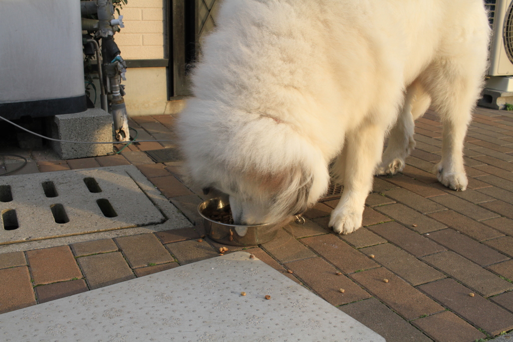 ご飯を食べるココちゃん