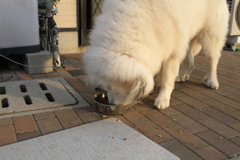 ご飯を食べるココちゃん