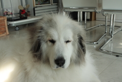 お店番をしてるココちゃん