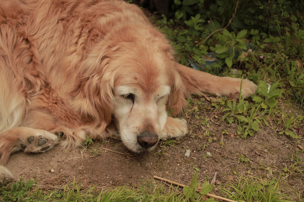 お宿番してるみゅうちゃん