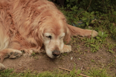 お宿番してるみゅうちゃん