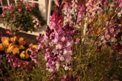 ココさん所の花