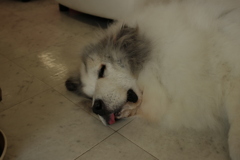 お昼寝してるココさん