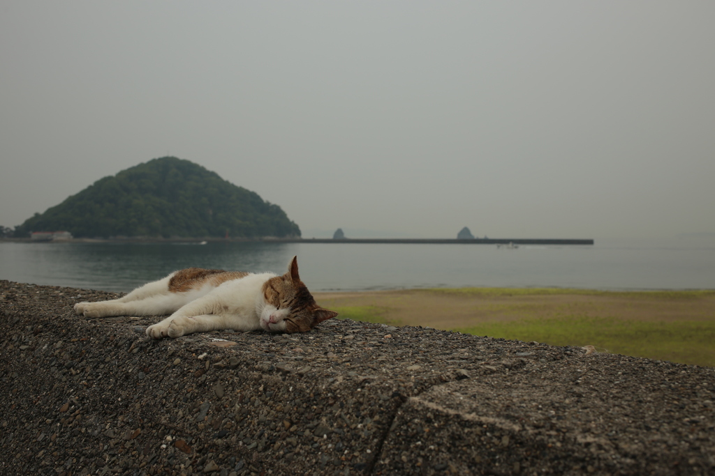まったりしてるトム君