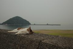 まったりしてるトム君