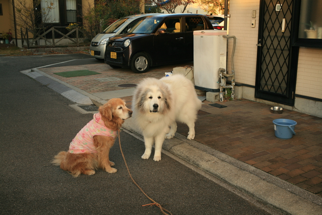 みゅうちゃんとココさん
