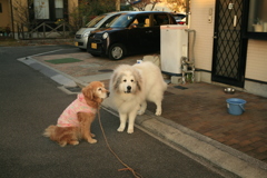 みゅうちゃんとココさん