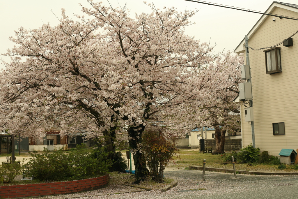 歯医者の前の桜