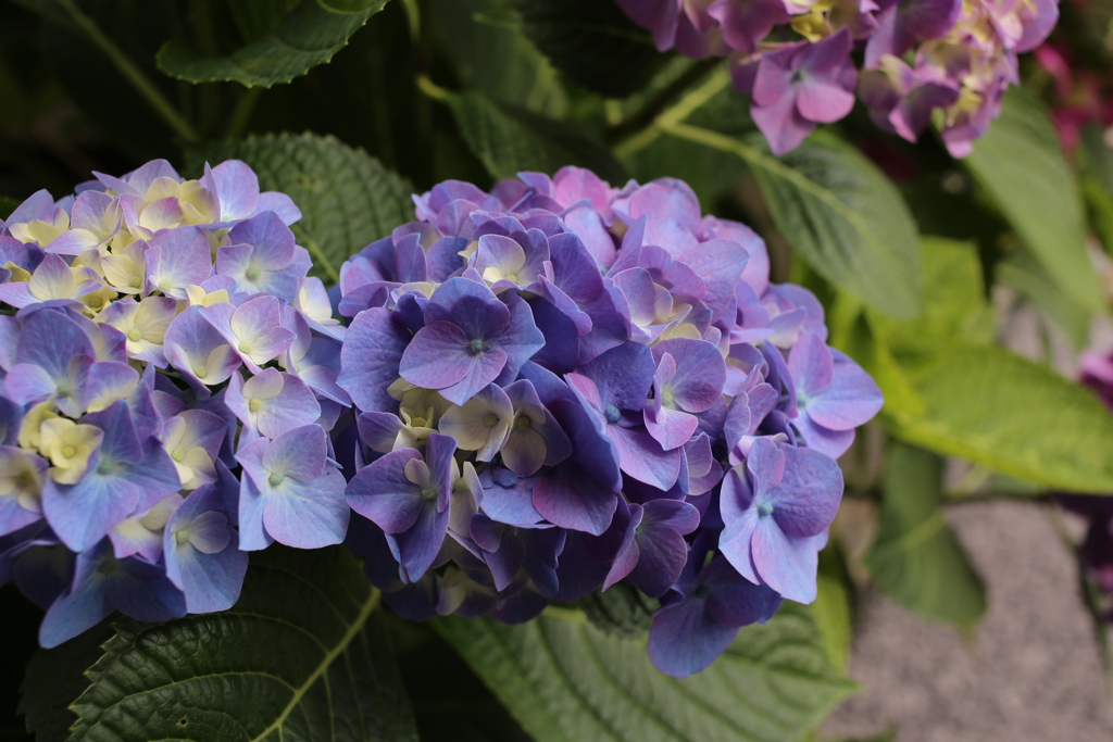 ココさん所のアジサイ