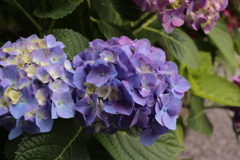 ココさん所のアジサイ