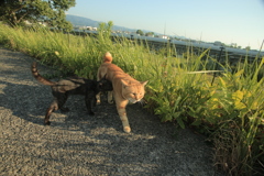 お父ちゃんおっぱいください