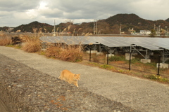 やってくるトラちゃん