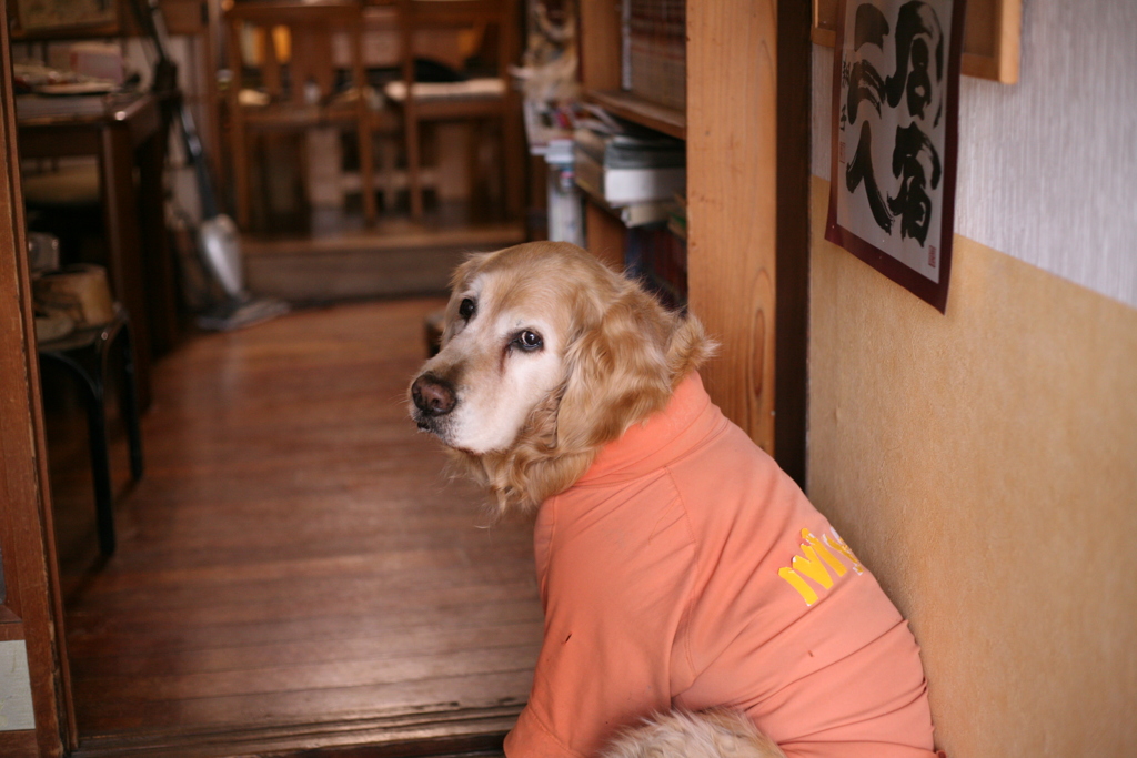 お宿番してるみゅうちゃん