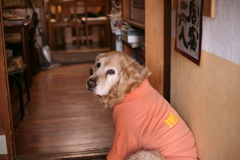 お宿番してるみゅうちゃん