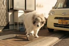 もっとご飯が欲しいココさん