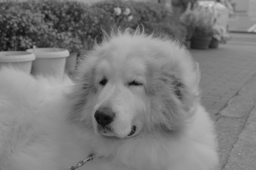 ココさんは4月17日お誕生日　ヨイナ（417）