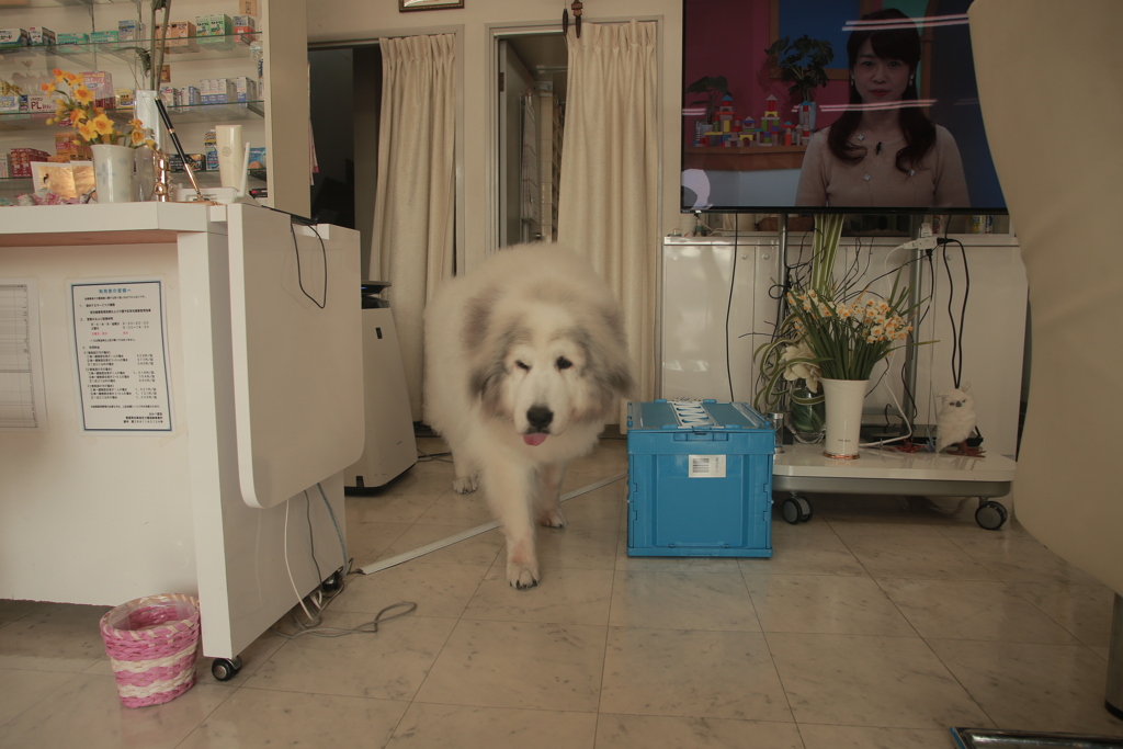 今日もお店番してるココ様