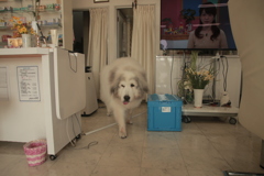 今日もお店番してるココ様