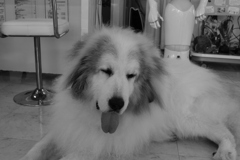 ベーしてるココさん