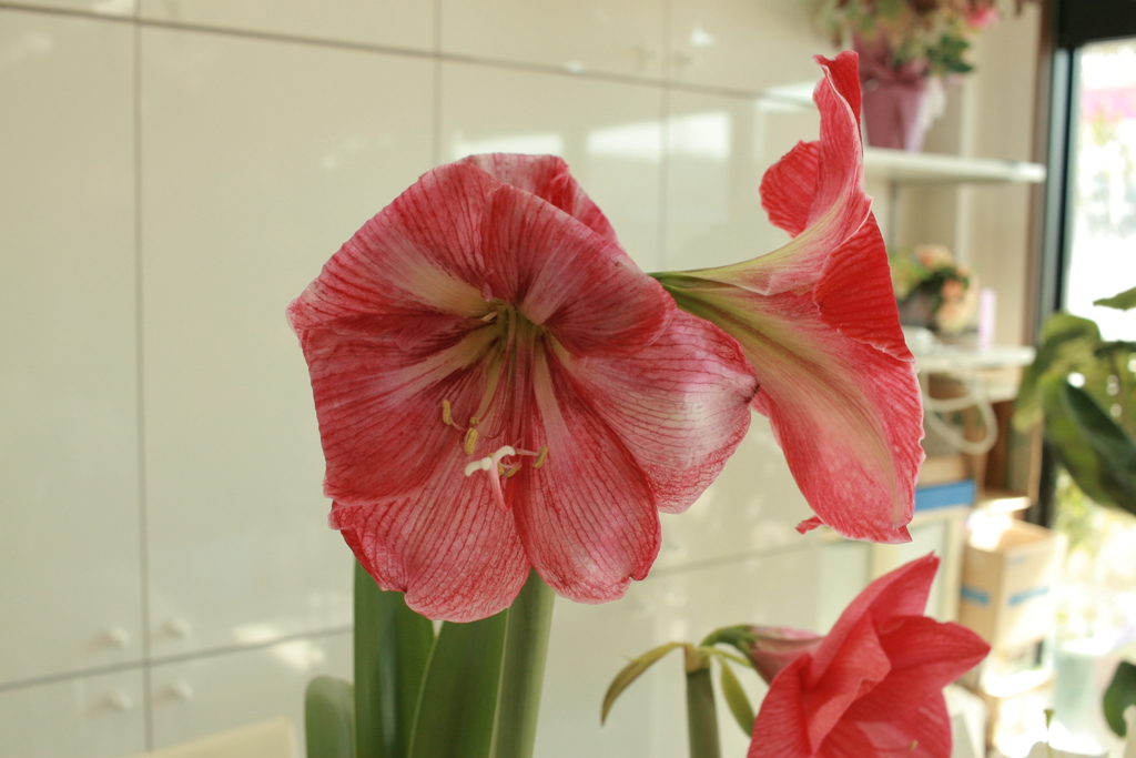 ココさん所の花