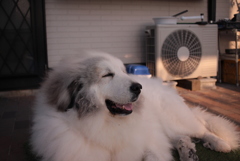 ココちゃんが笑ってる