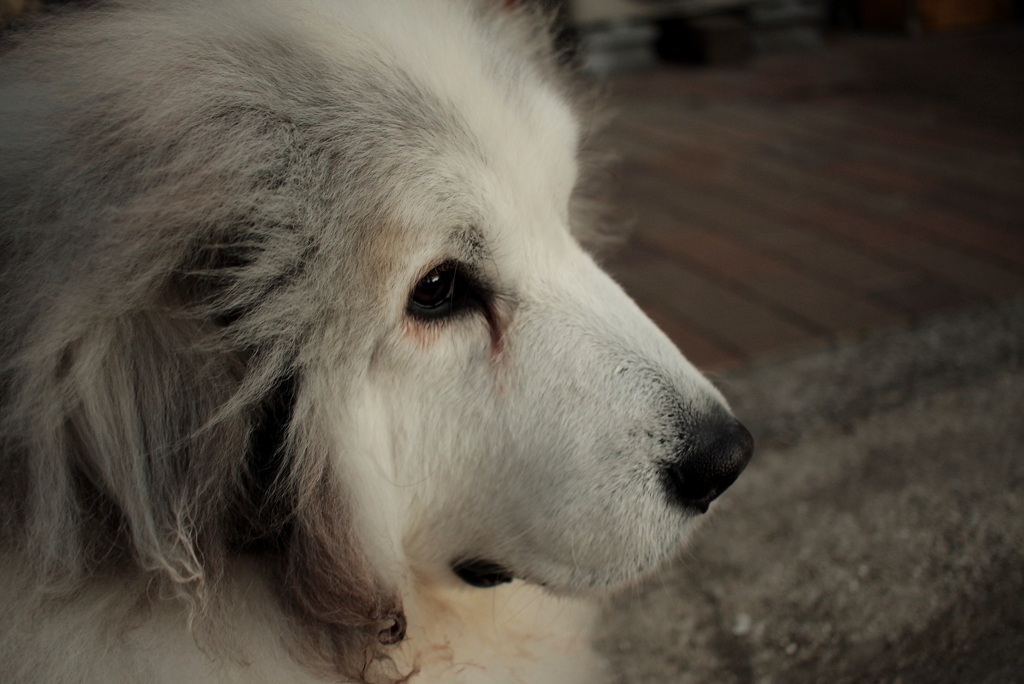 ココちゃんは寒いのへっちゃら