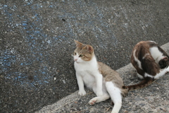 トム君とにゃんこ