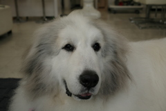 今日もかわいいココさん