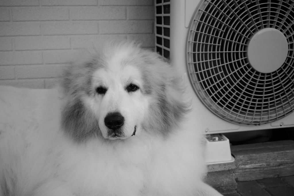 昨日のココさん　モノクロ