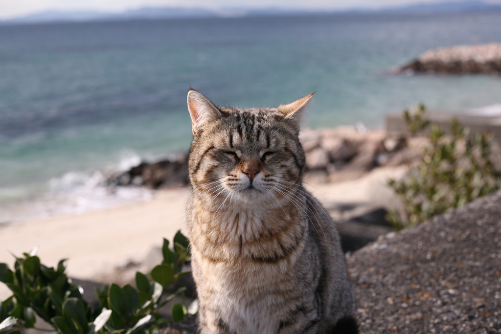 ねこ