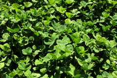 四葉を探し続ける人でありたい