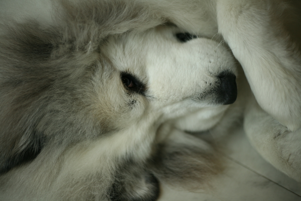 お昼もお店番してるココ様