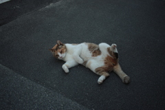 暑くて開きになってるミケさん