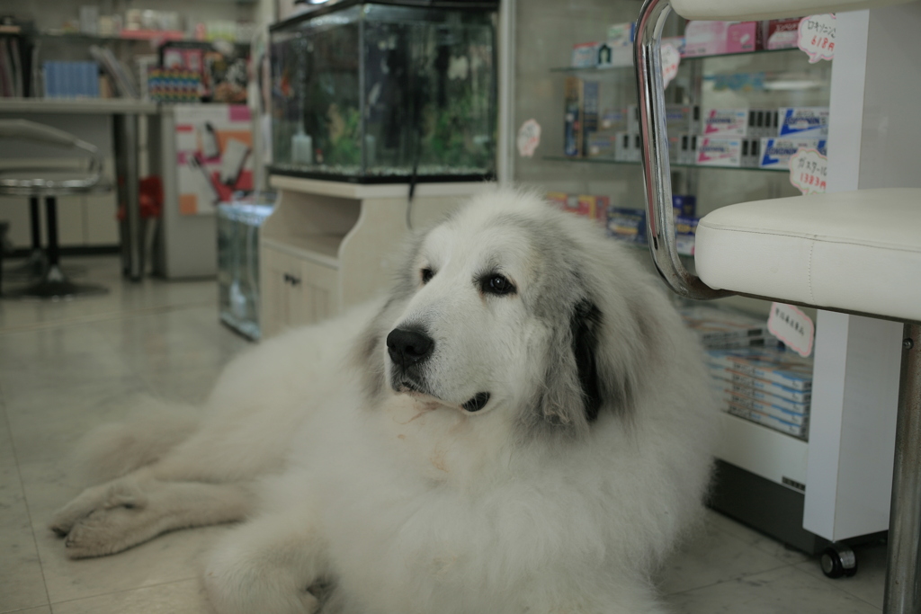 お昼、お店番してるココさん