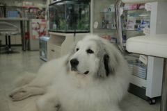 お昼、お店番してるココさん