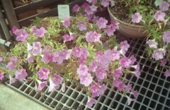 Kodac ColorPlus200にて