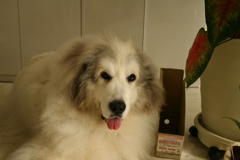 土曜もお店番のココ様