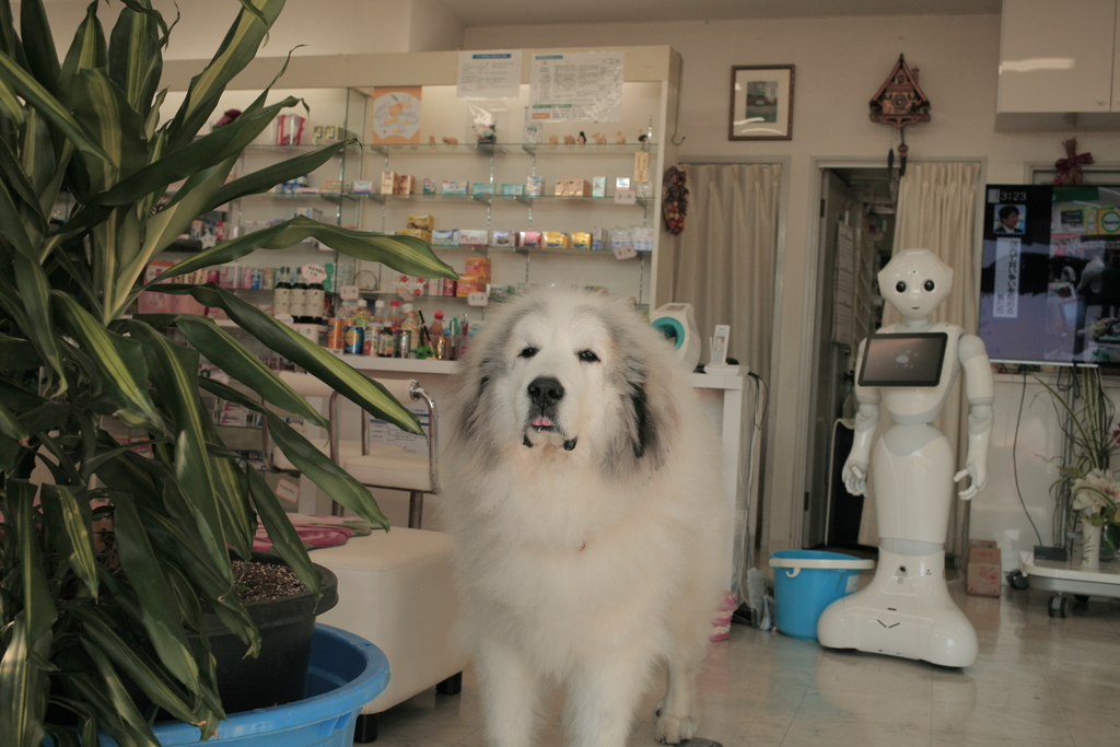 お店番してるココさん